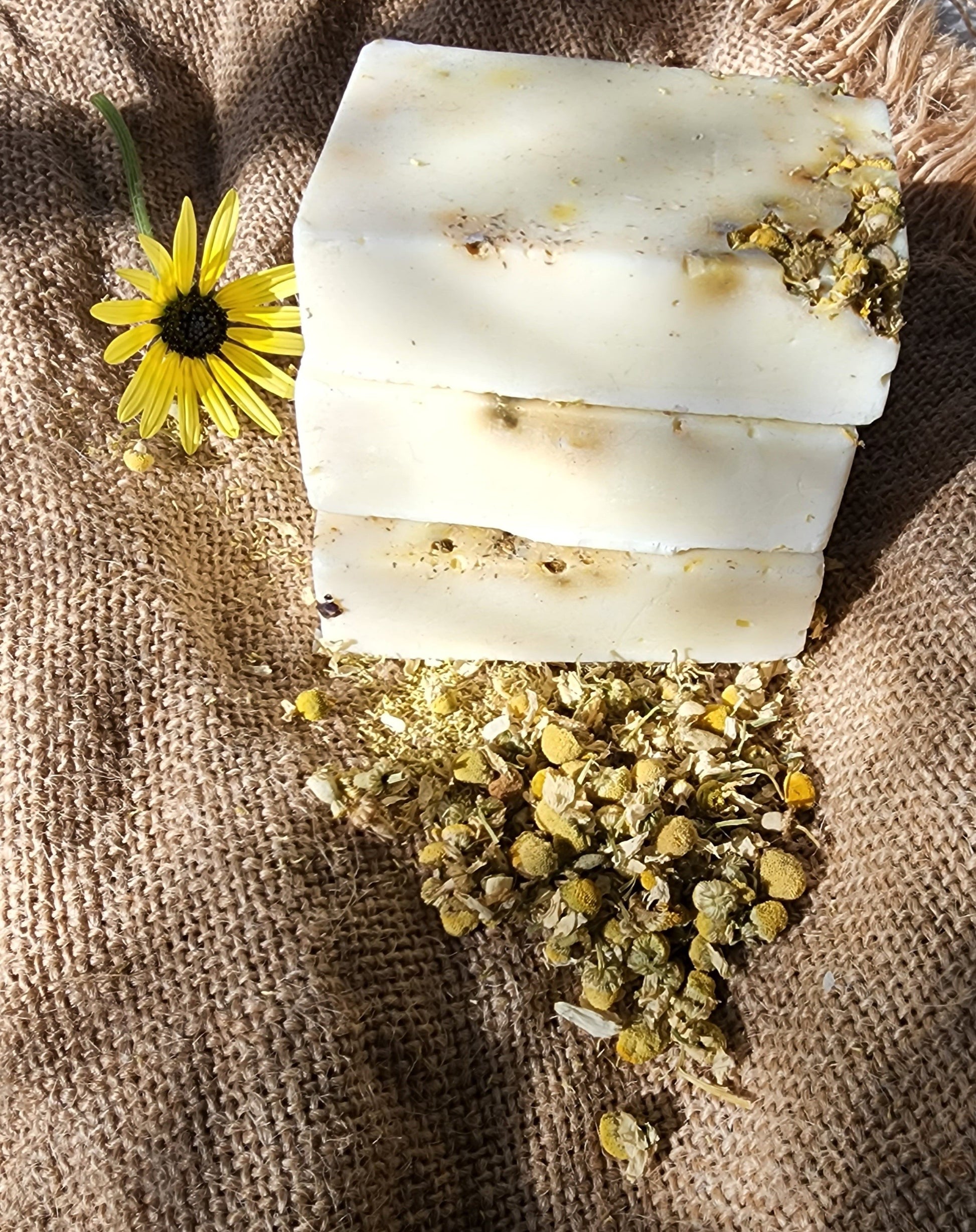 CAMOMILE